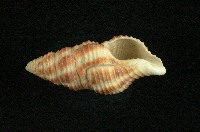 紅斑塔旋螺藏品圖，第3張